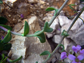 Noccaea rotundifolia