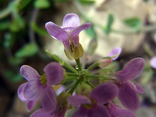 Noccaea rotundifolia