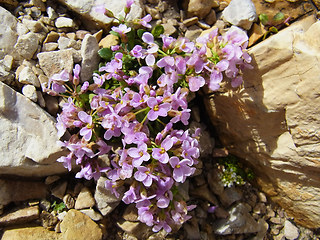 Noccaea rotundifolia