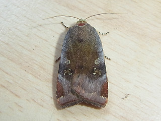 Noctua janthe - janthina