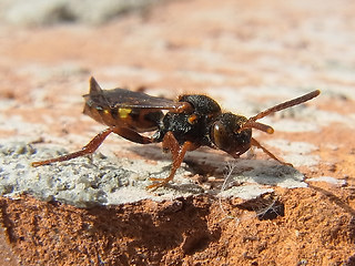 Nomada flava