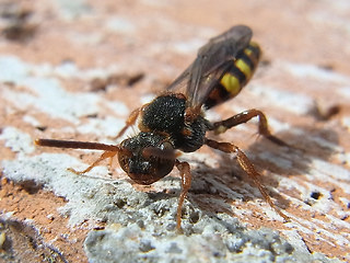 Nomada flava