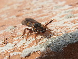 Nomada flava