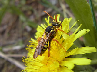 Nomada goodeniana
