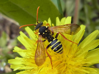 Nomada goodeniana