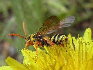 Nomada goodeniana