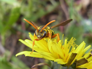 Nomada goodeniana