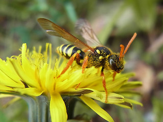 Nomada goodeniana