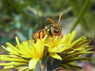 Nomada goodeniana