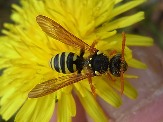 Nomada goodeniana