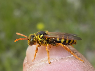 Nomada goodeniana