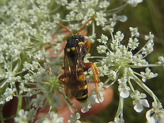 Nomada lathburiana