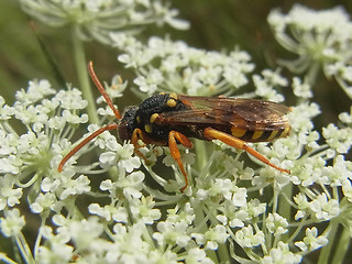 Nomada lathburiana