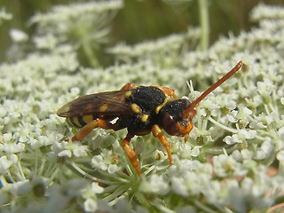 Nomada lathburiana