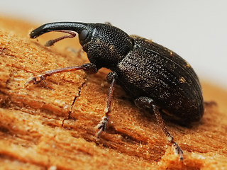 Notaris acridilus