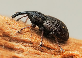 Notaris acridilus