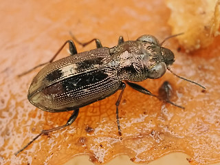 Notiophilus biguttatus