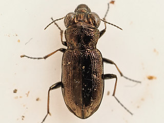 Notiophilus biguttatus