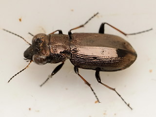 Notiophilus biguttatus