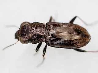 Notiophilus biguttatus
