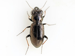 Notiophilus palustris - germinyi