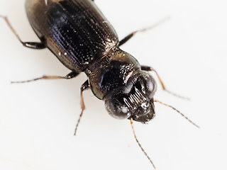 Notiophilus palustris - germinyi
