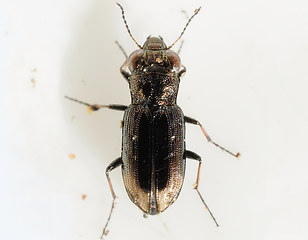 Notiophilus quadripunctatus