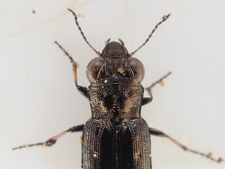 Notiophilus quadripunctatus