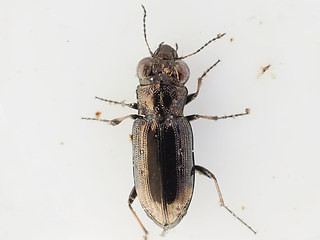 Notiophilus quadripunctatus