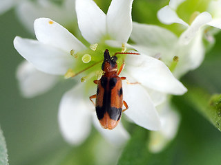 Notoxus monoceros