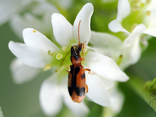 Notoxus monoceros