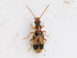 Notoxus monoceros