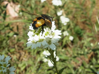 Nowickia ferox