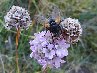 Nowickia ferox