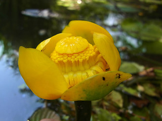 Nuphar lutea