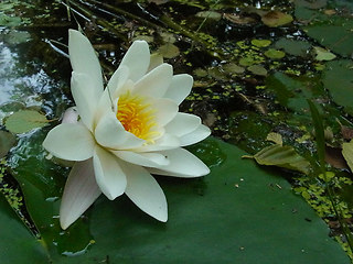 Nymphaea alba