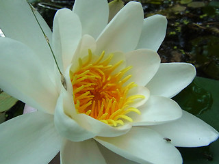 Nymphaea alba