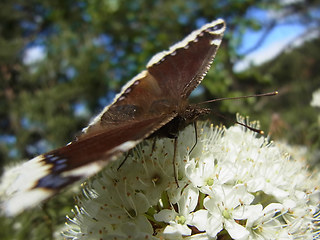 Nymphalis antiopa