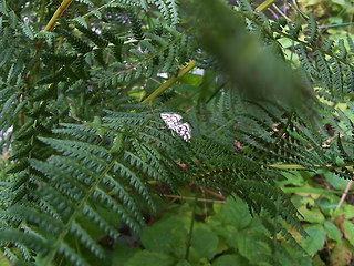 Nymphula nitidulata
