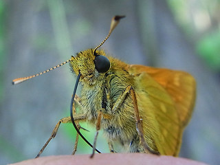 Ochlodes sylvanus