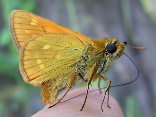 Euthrix potatoria