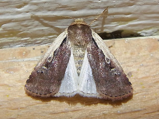 Ochropleura plecta