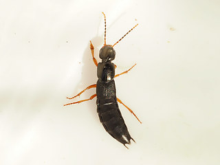 Ocypus brunnipes