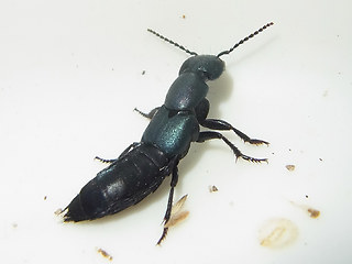 Ocypus ophthalmicus