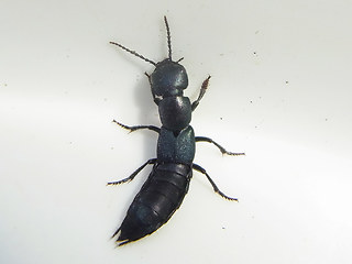 Ocypus ophthalmicus