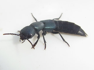 Ocypus ophthalmicus