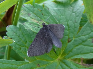 Odezia atrata
