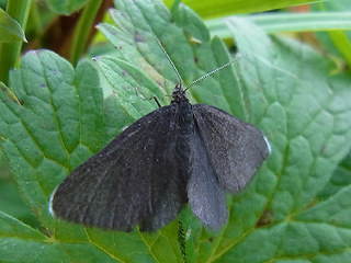 Odezia atrata