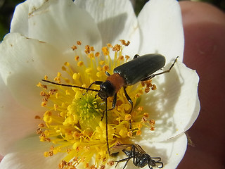 Oedemera croceicollis