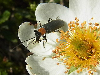 Oedemera croceicollis